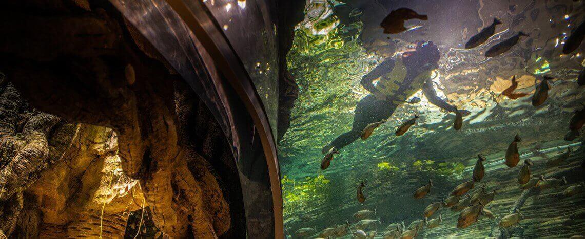 Swin with Piranhas 